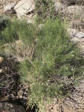 Image of Ambrosia salsola var. salsola