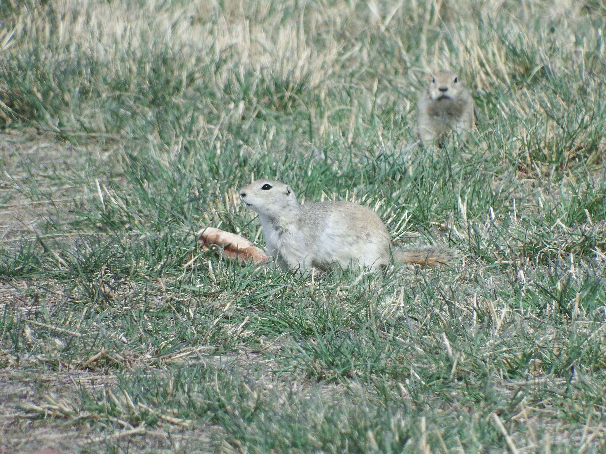 Image of Richardson's ground squirrel