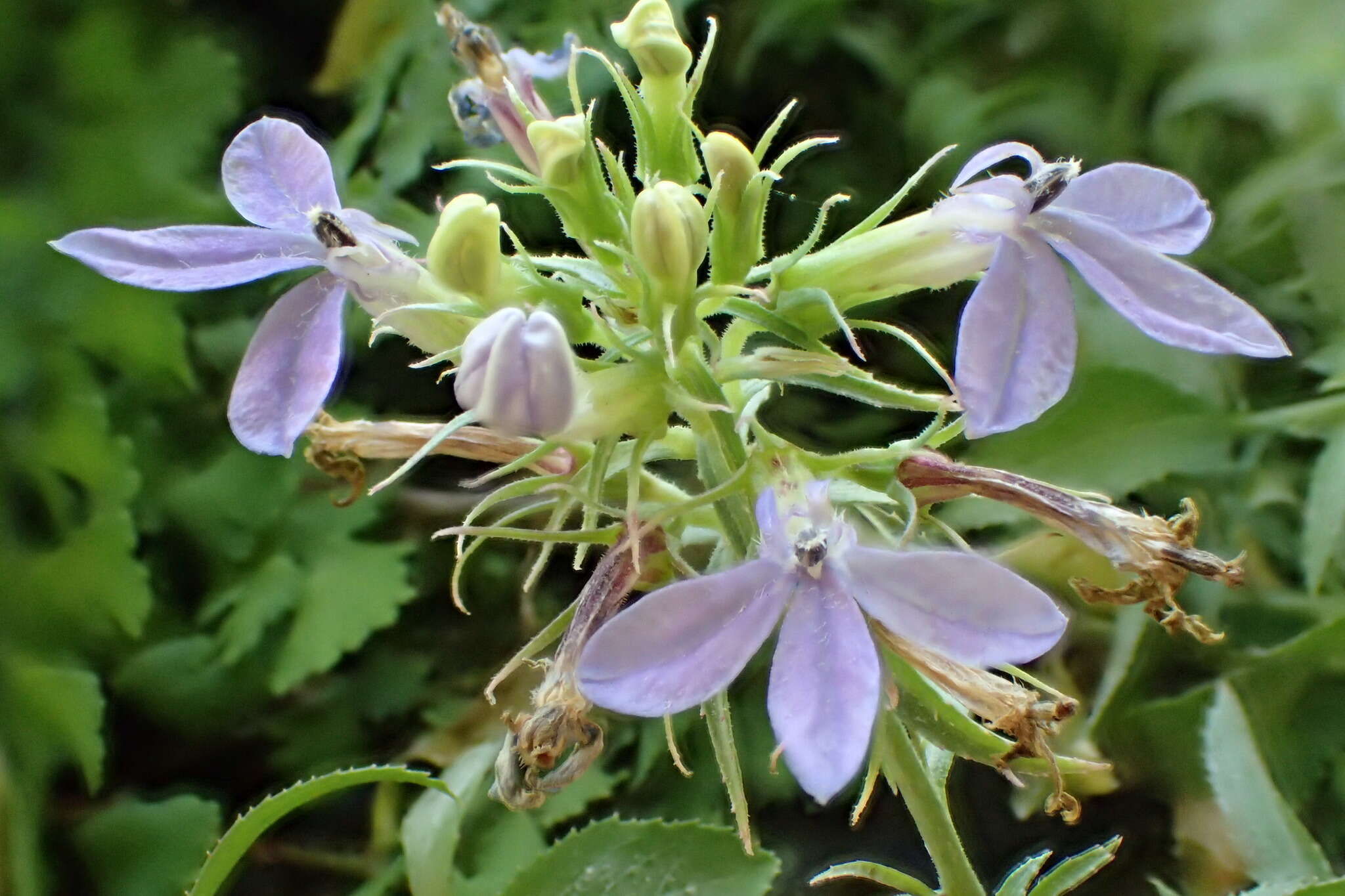 Image of Dunn's lobelia