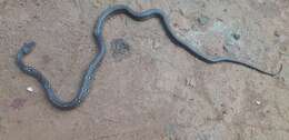 Image of Trinket Snake