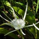 Imagem de Hymenocallis gholsonii G. Lom. Sm. & Garland