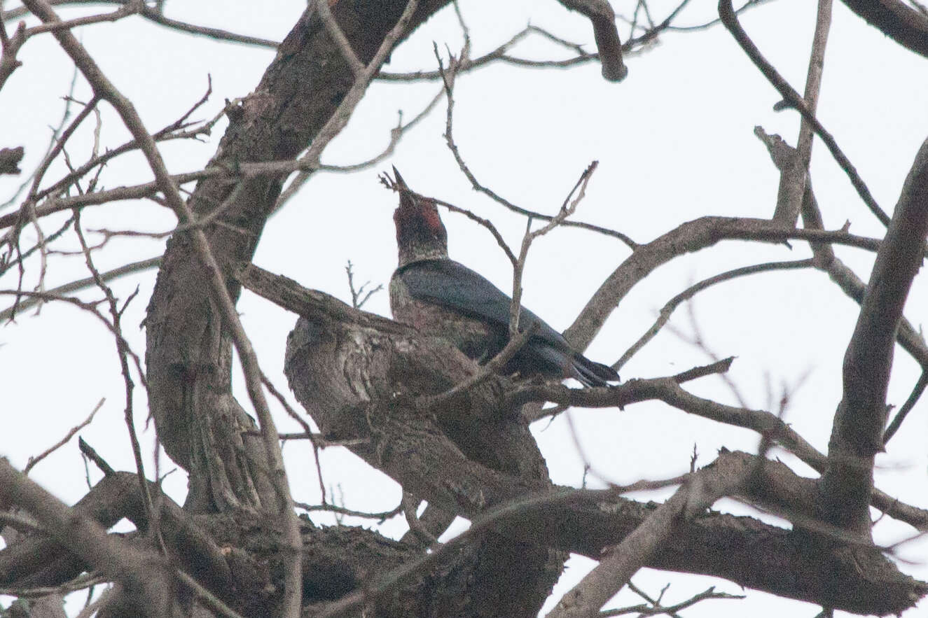 Image of Lewis's Woodpecker