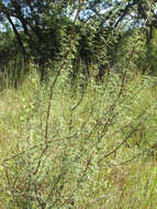 Image of fragrant mimosa