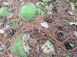 Image of leucobryum moss