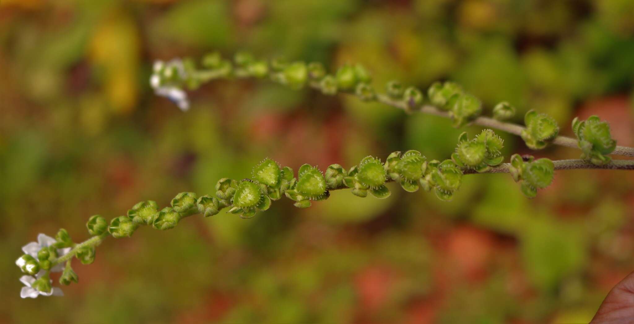 Image of Cynoglossum coelestinum Lindl.