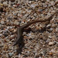 Image of Copper-Tailed Skink