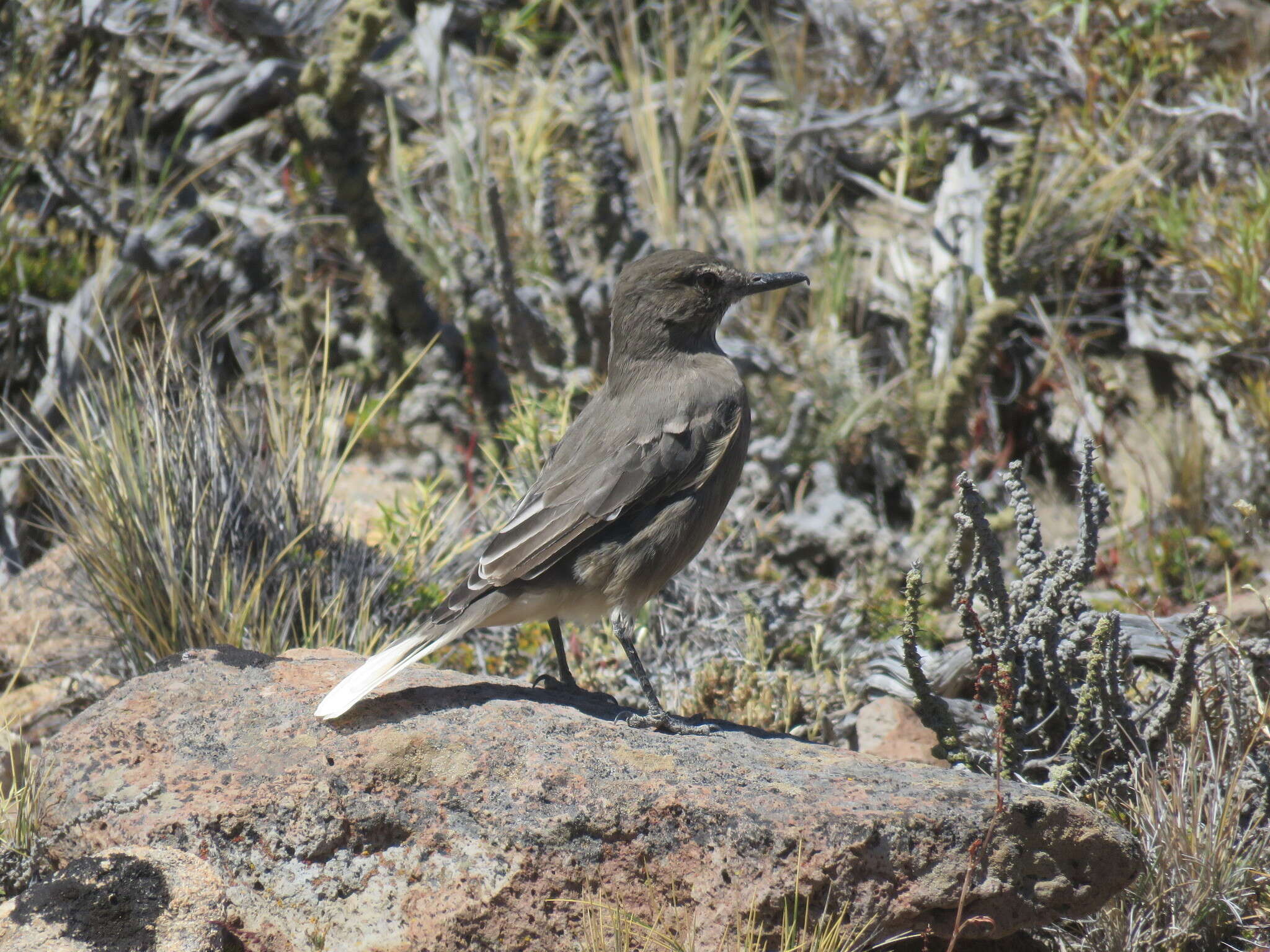 Image of Black-billed Shrike-Tyrant