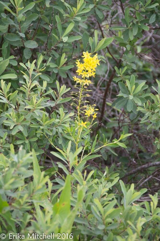 Imagem de Lysimachia terrestris (L.) Britton, Stern & Poggenb.