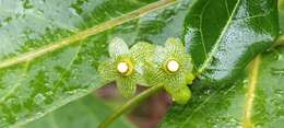 Image of Matelea campechiana (Standl.) R. E. Woodson