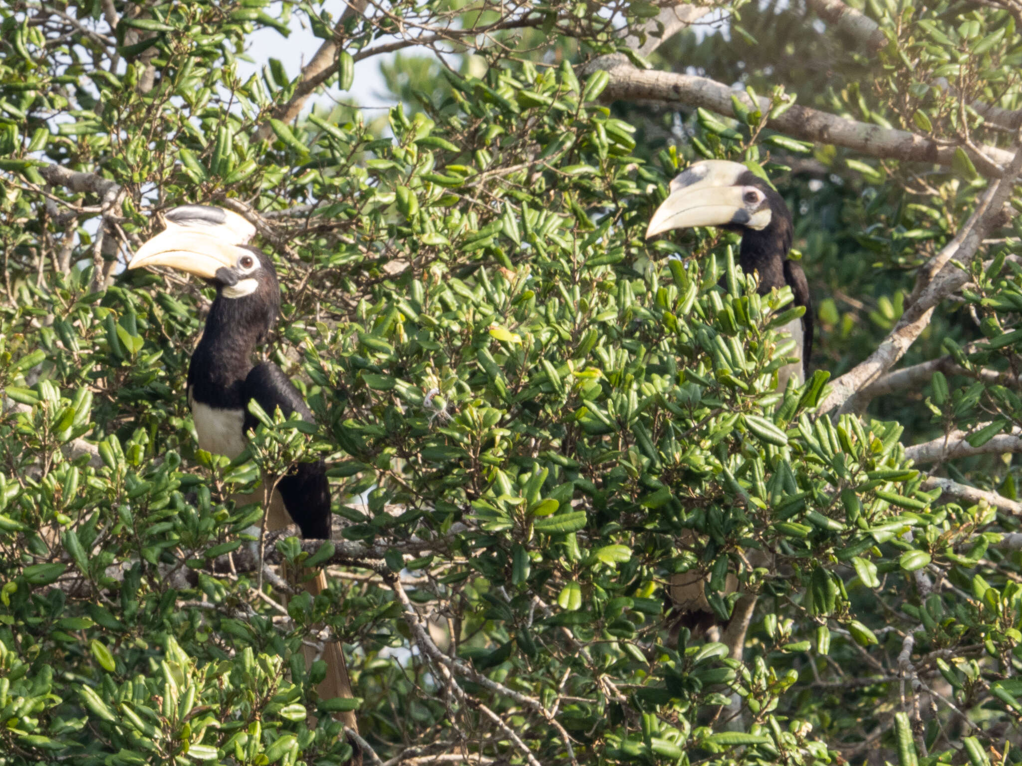 Image of Malabar Pied Hornbill