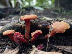 Слика од Hygrocybe rubrocarnosa (G. Stev.) E. Horak 1971