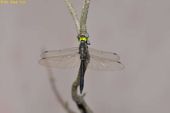 Image of Somatochlora viridiaenea (Uhler 1858)