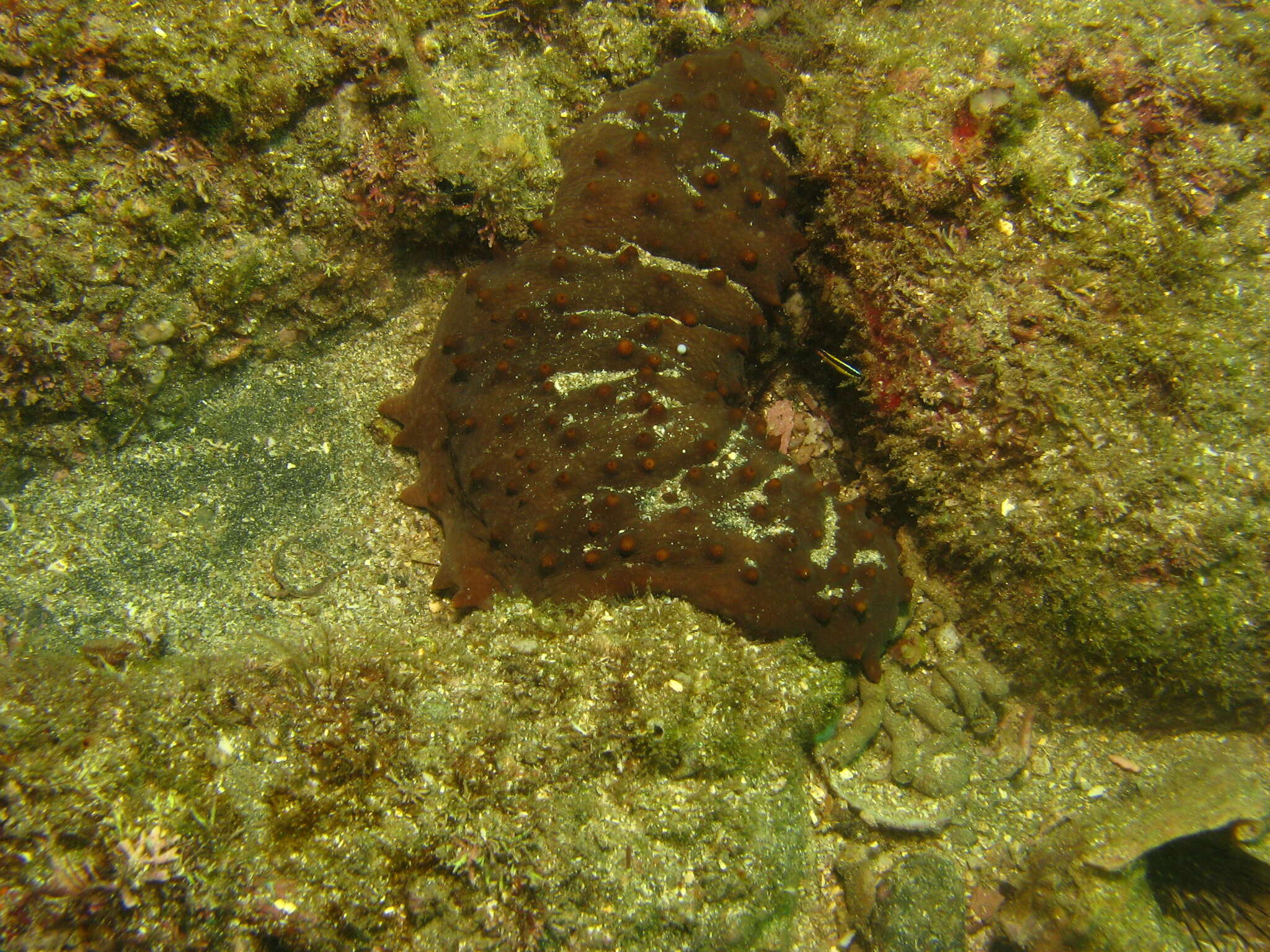 Image of Brown Sea Cucumber