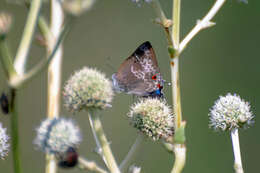 Image of Thereus cithonius