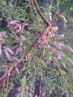 Image of Tamarisk