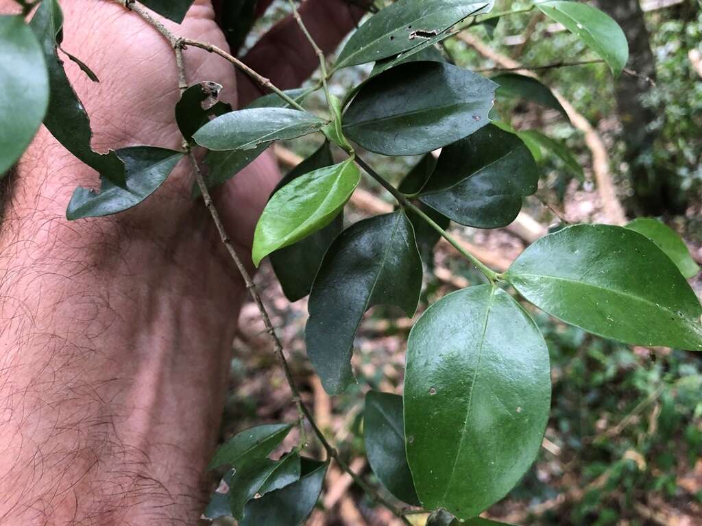 Plancia ëd Strychnos psilosperma F. Müll.