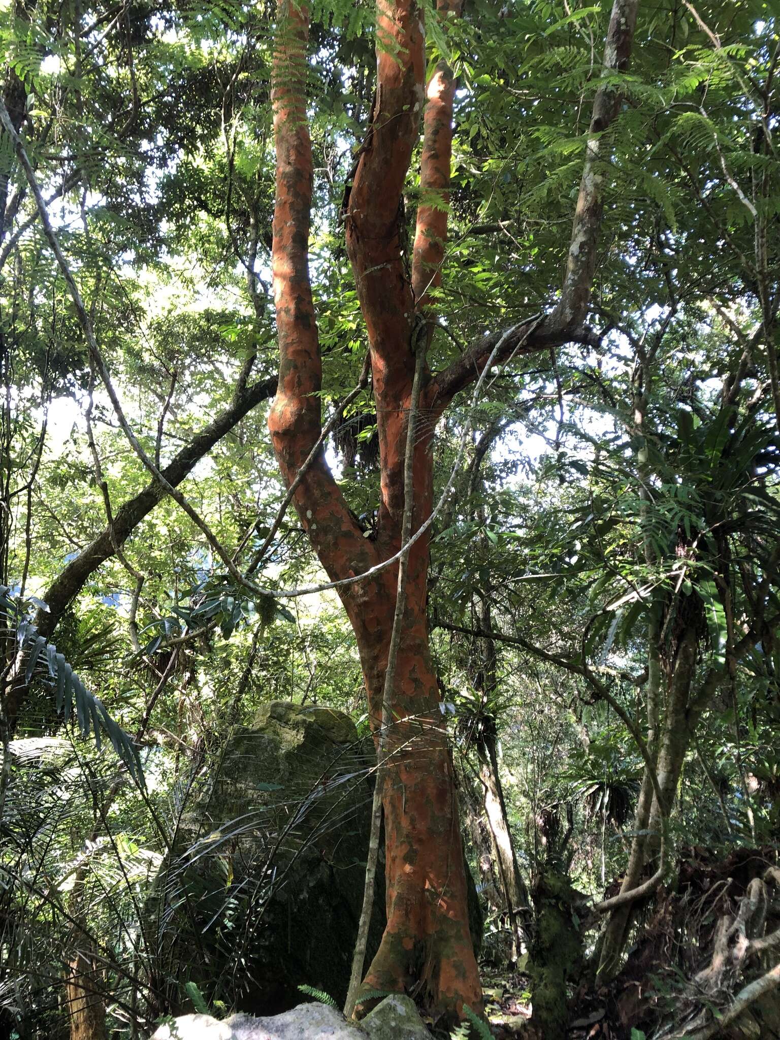 Image de Prunus zippeliana Miq.