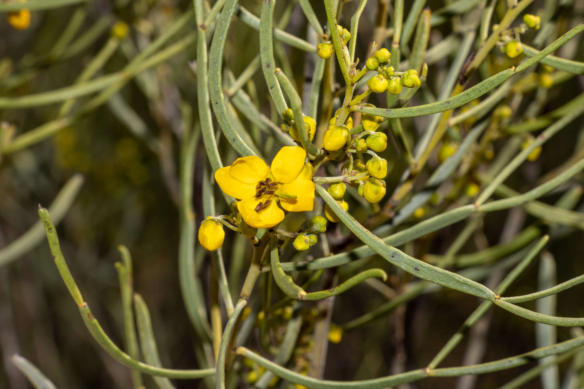 Image of <i>Senna artemisioides</i> subsp. <i>petiolaris</i>