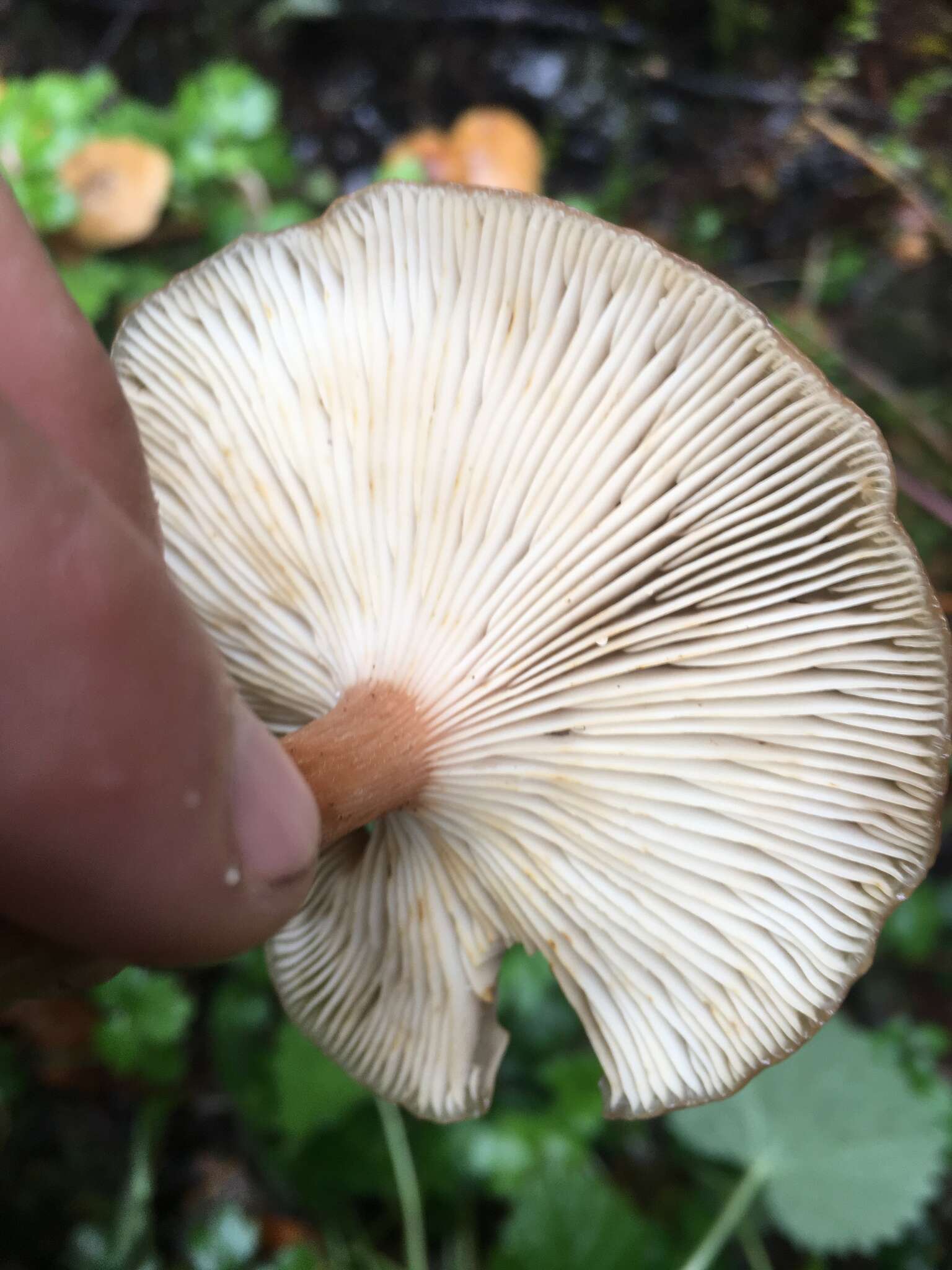 Image of Armillaria nabsnona T. J. Volk & Burds. 1996