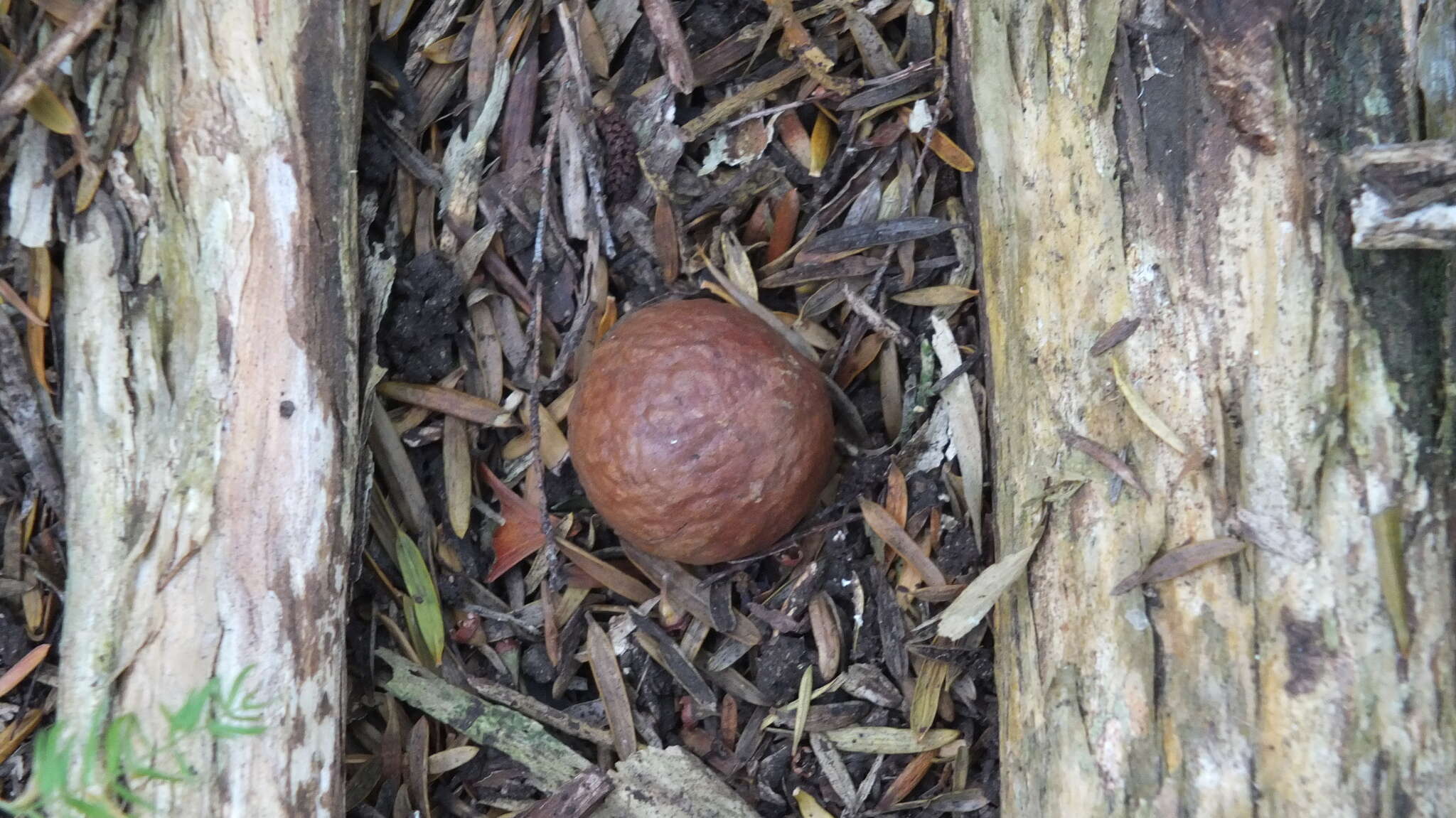 Image of Macadamia F. Muell.