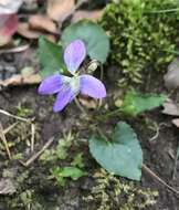 Viola edulis Spach resmi