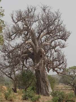 Image of African Baobab