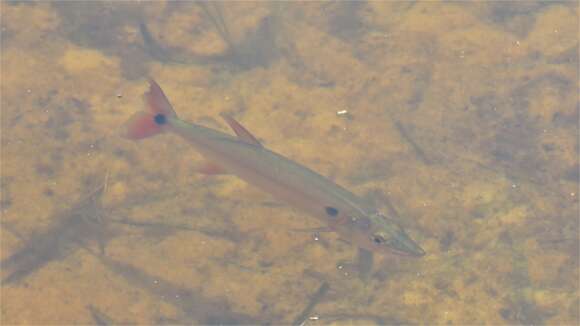 Image of Pike characin