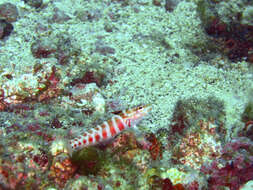 Image of Parapercis schauinslandi