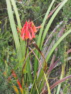 Image of Tasmanian Christmas Bell