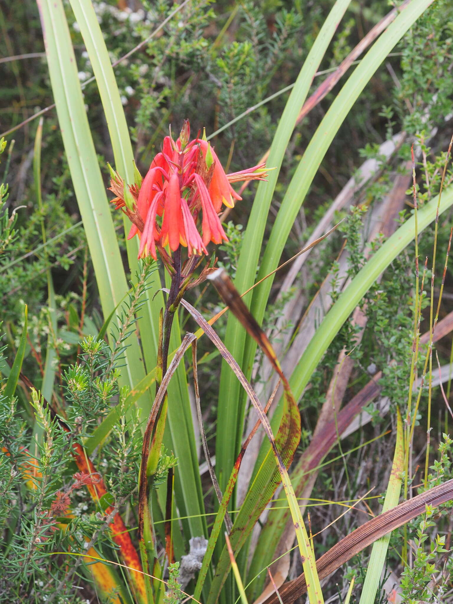 Image of Tasmanian Christmas Bell