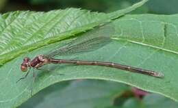 Image of Spotted Spreadwing