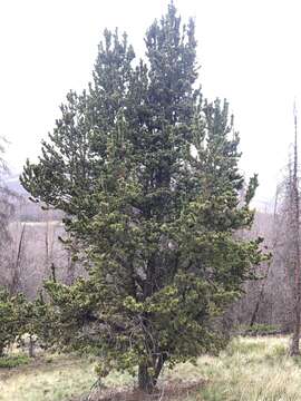 Image of Colorado Bristlecone Pine