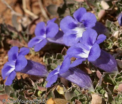 Image of Aptosimum procumbens (Lehm.) Burch. ex Steud.