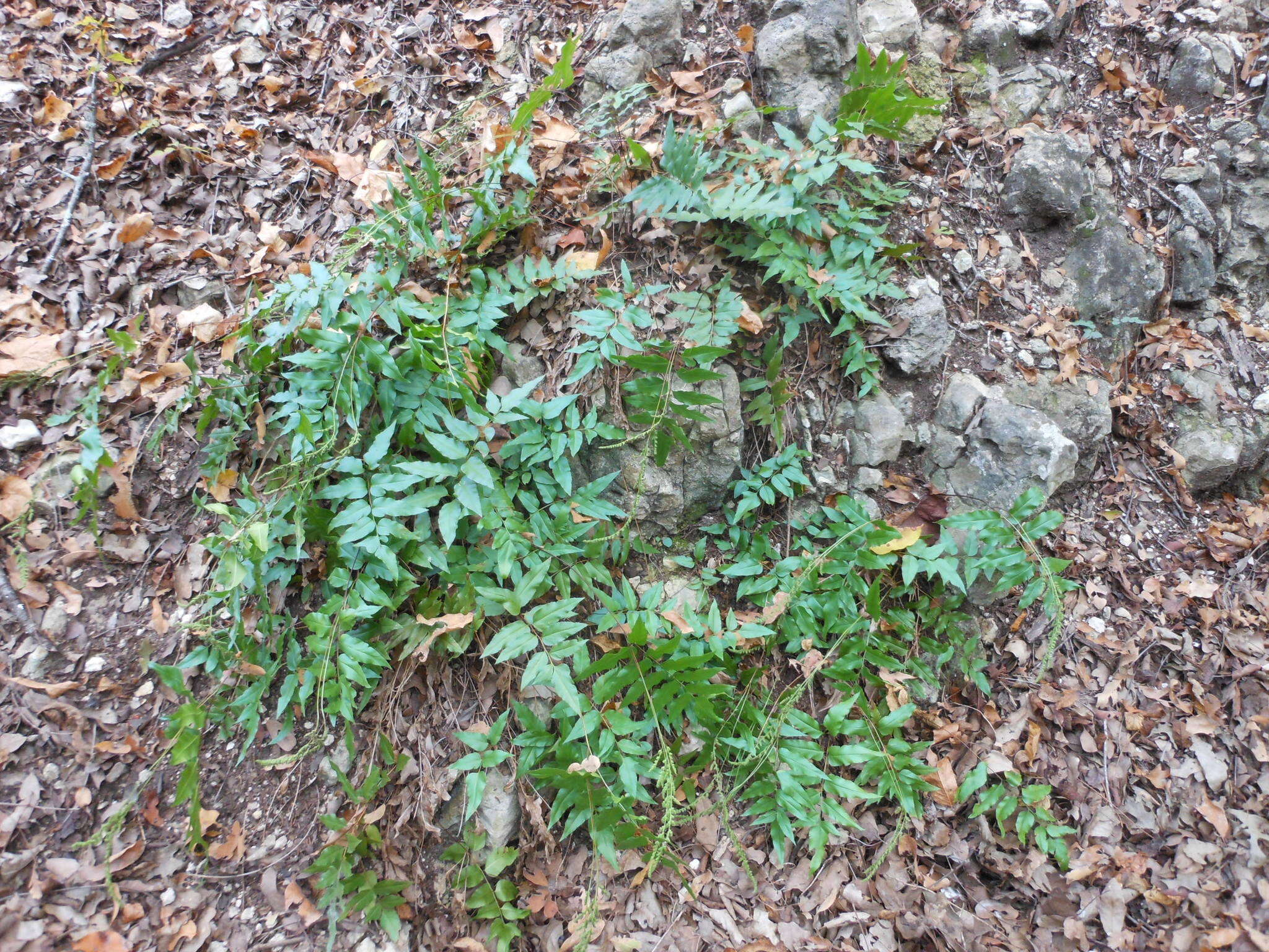 Image of Mexican fern