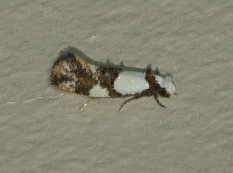 Image of Blotched monopis moth