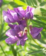 Imagem de Vicia uralensis