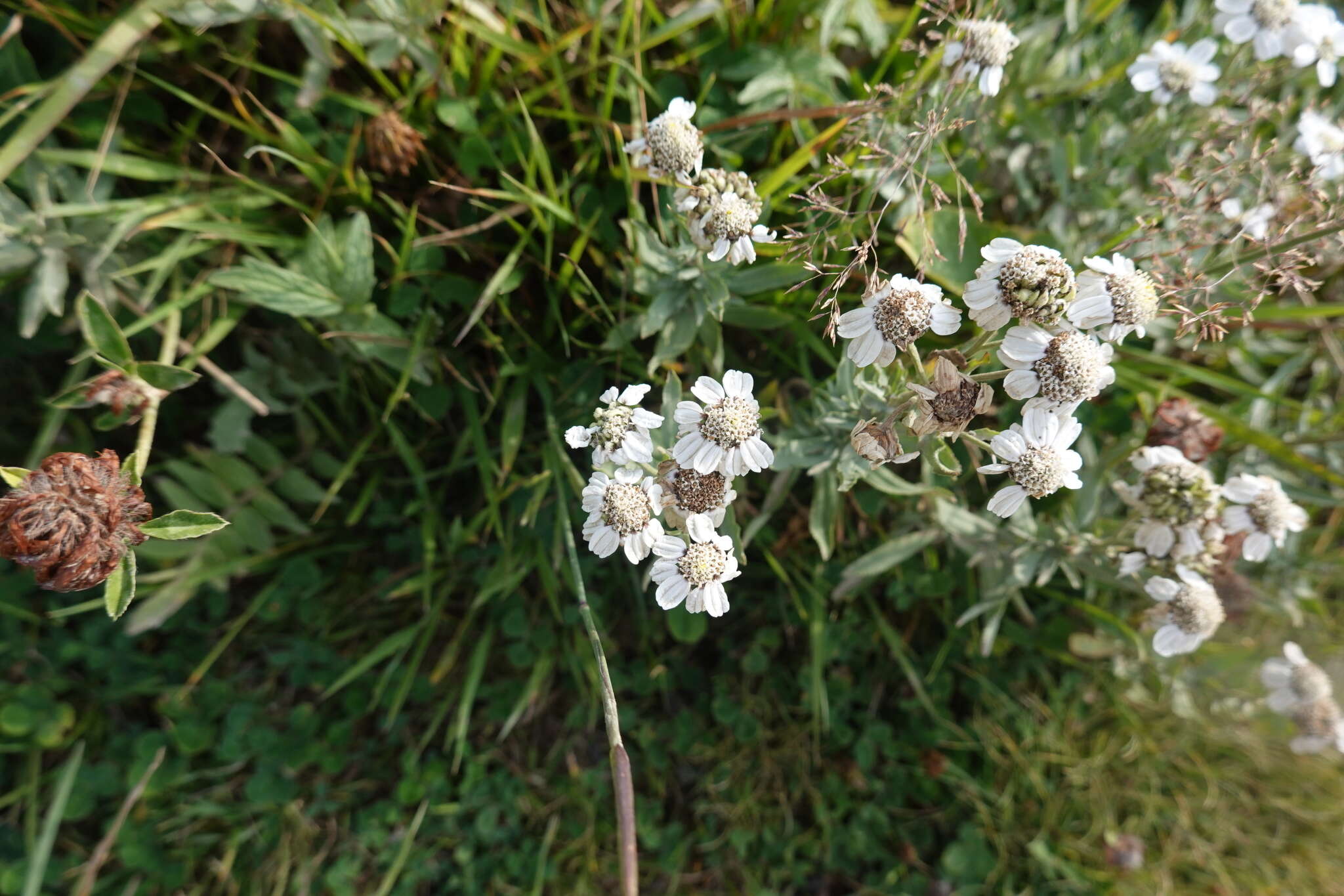 Слика од Achillea pyrenaica Sibth. ex Godron