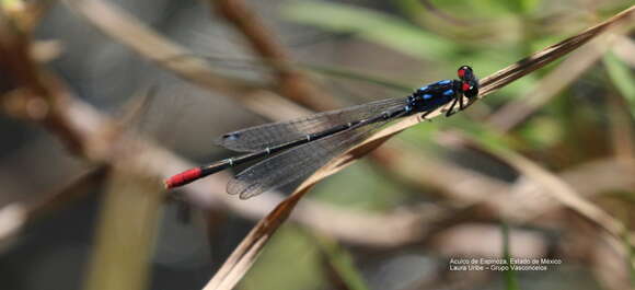 Sivun Hesperagrion Calvert 1902 kuva