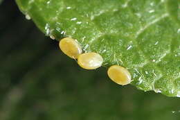 Image of bilberry emerald