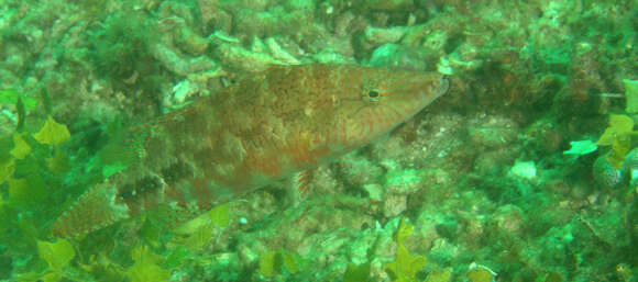 Image of Celebes wrasse