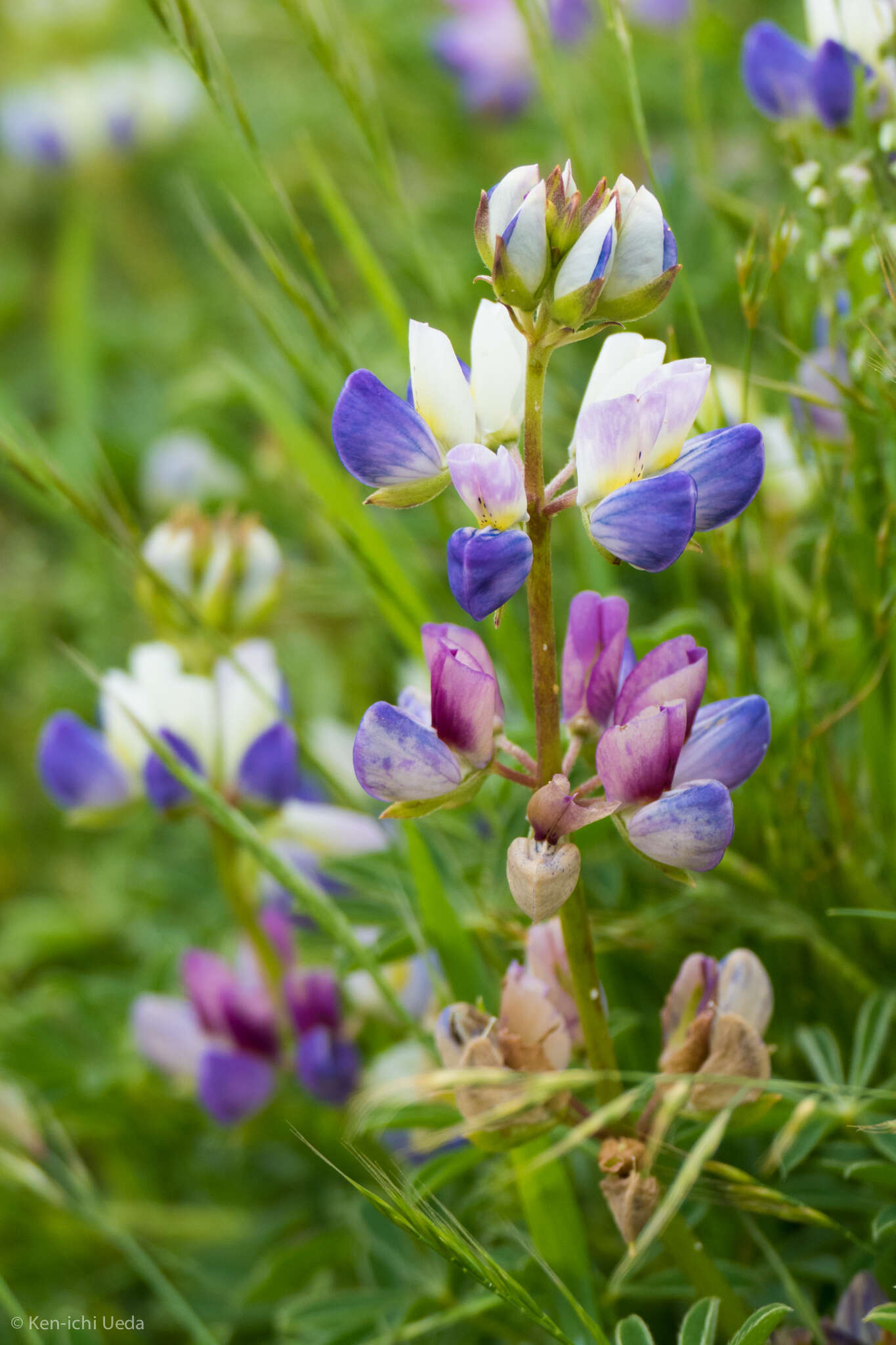 Image of Lindley's Varied Lupine