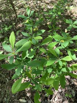 Image of American barberry