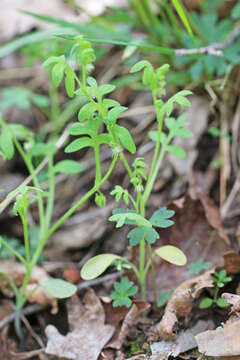 Nemophila breviflora A. Gray resmi