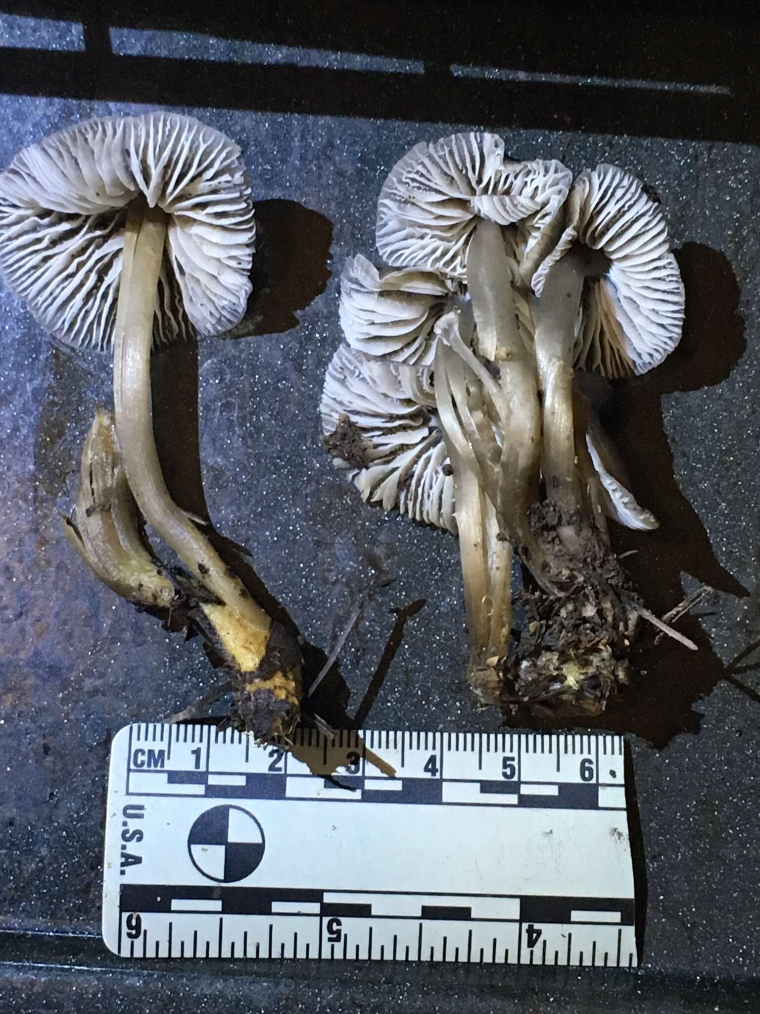 Sivun Mycena quiniaultensis Kauffman 1935 kuva