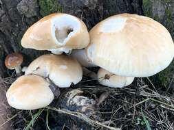 Image of Cyclocybe cylindracea (DC.) Vizzini & Angelini 2014