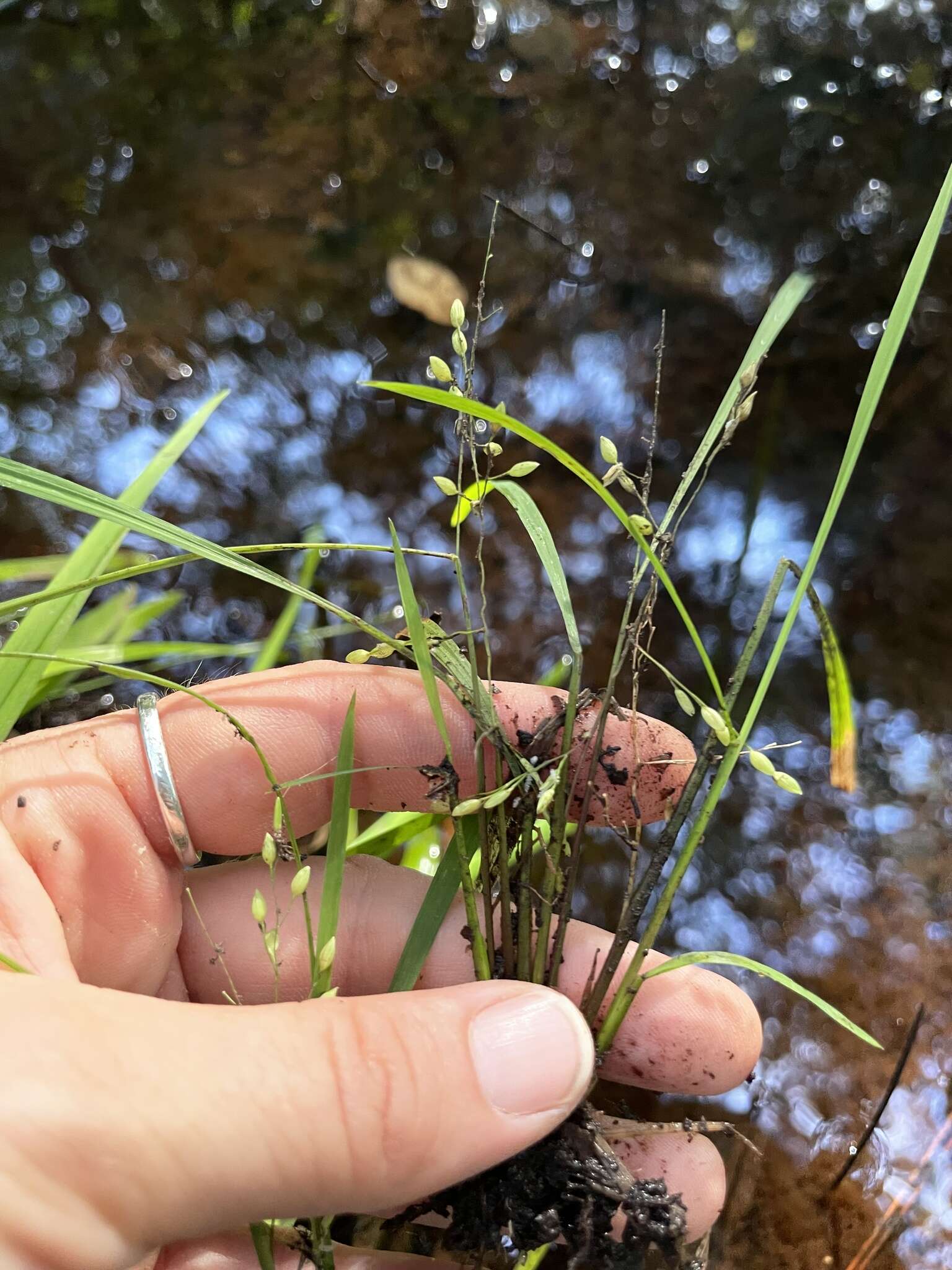 Image of Brazilian Water Grass