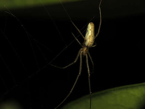 Image de Tetragnatha extensa (Linnaeus 1758)