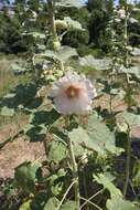 Image of hollyhock