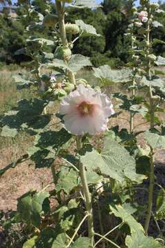 Image of hollyhock