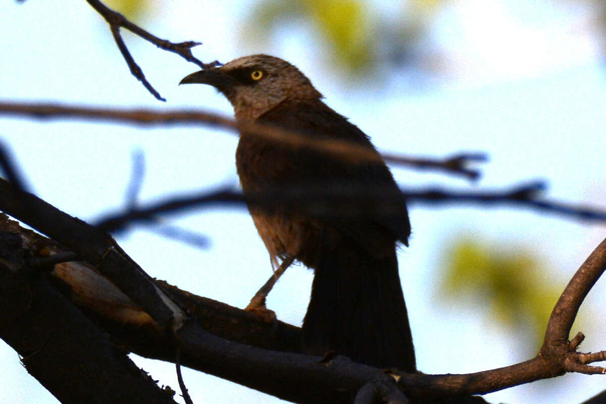 Image of Black-faced Babbler